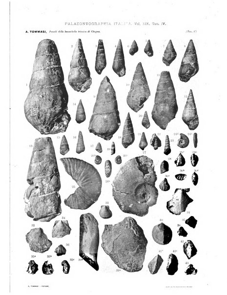 Palaeontographia Italica raccolta di monografie paleontologiche fondata da Mario Canavari nell'anno 1895