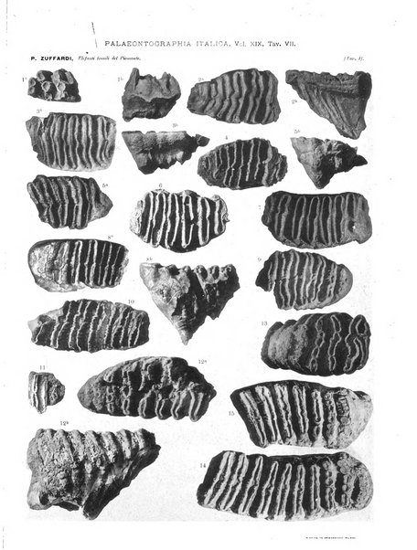 Palaeontographia Italica raccolta di monografie paleontologiche fondata da Mario Canavari nell'anno 1895