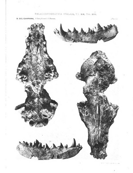 Palaeontographia Italica raccolta di monografie paleontologiche fondata da Mario Canavari nell'anno 1895