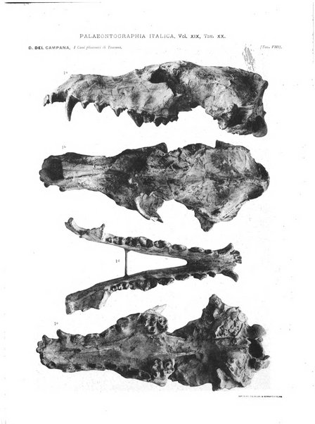 Palaeontographia Italica raccolta di monografie paleontologiche fondata da Mario Canavari nell'anno 1895