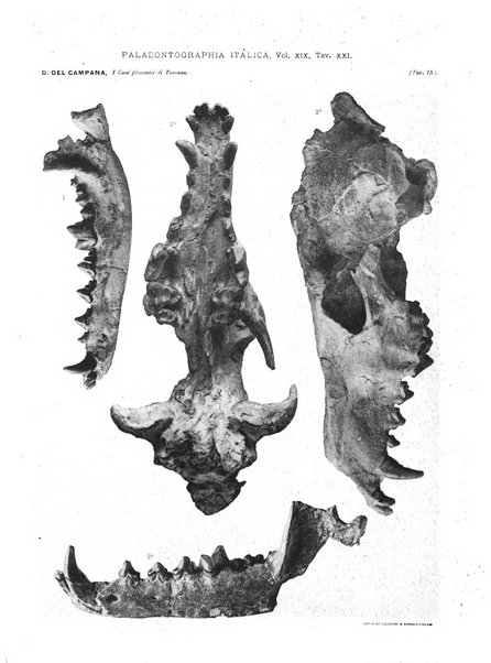 Palaeontographia Italica raccolta di monografie paleontologiche fondata da Mario Canavari nell'anno 1895