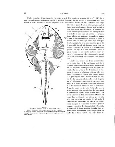 Palaeontographia Italica raccolta di monografie paleontologiche fondata da Mario Canavari nell'anno 1895