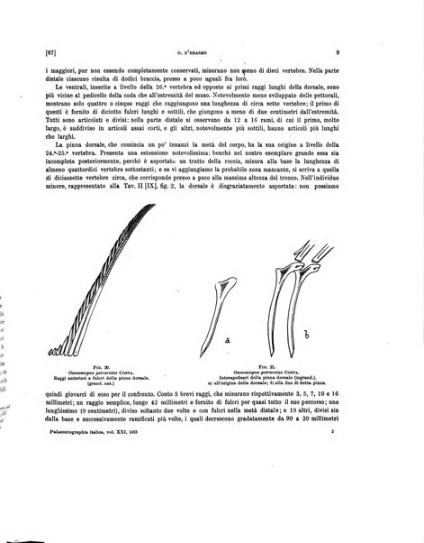 Palaeontographia Italica raccolta di monografie paleontologiche fondata da Mario Canavari nell'anno 1895