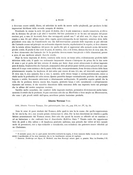 Palaeontographia Italica raccolta di monografie paleontologiche fondata da Mario Canavari nell'anno 1895