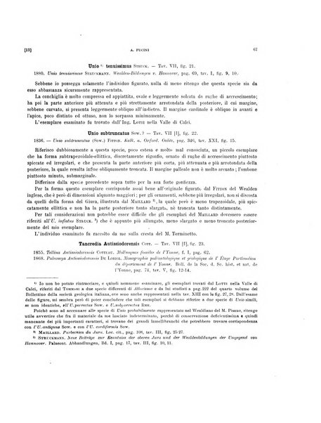 Palaeontographia Italica raccolta di monografie paleontologiche fondata da Mario Canavari nell'anno 1895