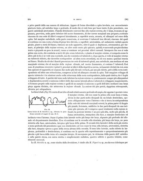 Palaeontographia Italica raccolta di monografie paleontologiche fondata da Mario Canavari nell'anno 1895