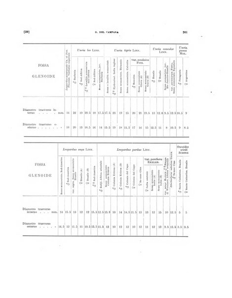 Palaeontographia Italica raccolta di monografie paleontologiche fondata da Mario Canavari nell'anno 1895