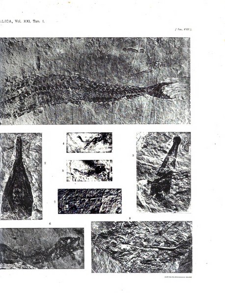 Palaeontographia Italica raccolta di monografie paleontologiche fondata da Mario Canavari nell'anno 1895