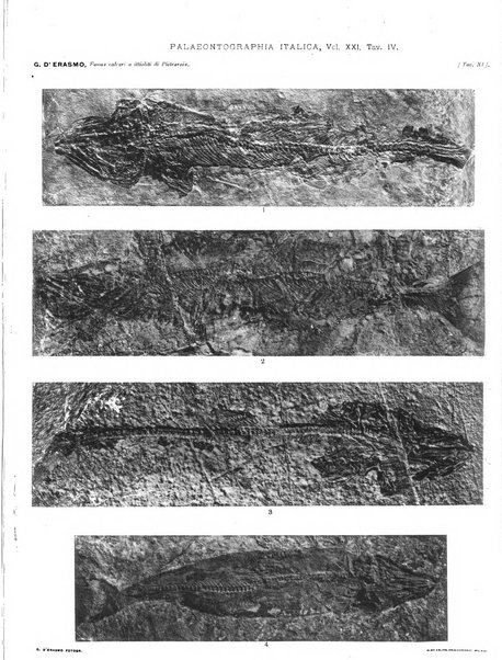 Palaeontographia Italica raccolta di monografie paleontologiche fondata da Mario Canavari nell'anno 1895