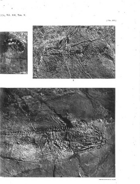 Palaeontographia Italica raccolta di monografie paleontologiche fondata da Mario Canavari nell'anno 1895