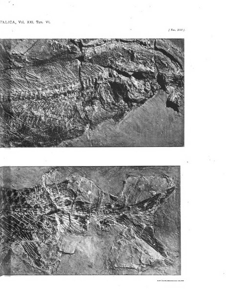 Palaeontographia Italica raccolta di monografie paleontologiche fondata da Mario Canavari nell'anno 1895