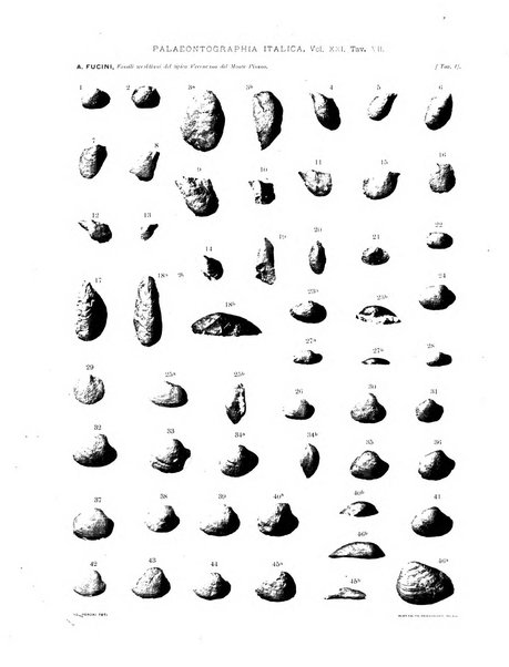 Palaeontographia Italica raccolta di monografie paleontologiche fondata da Mario Canavari nell'anno 1895