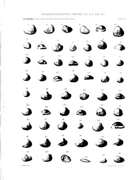 Palaeontographia Italica raccolta di monografie paleontologiche fondata da Mario Canavari nell'anno 1895