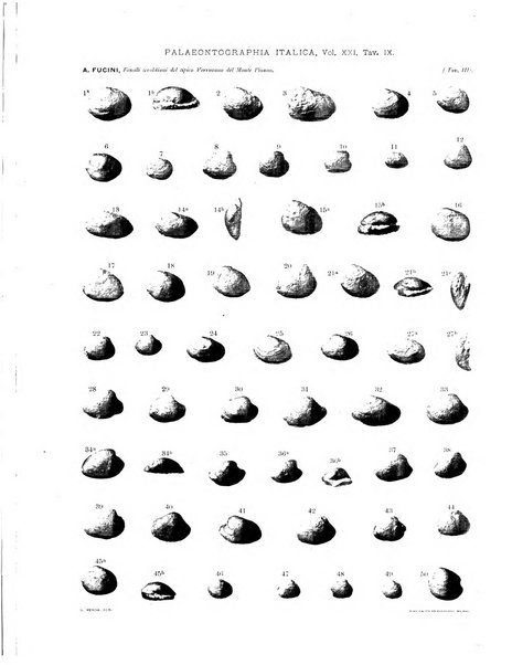 Palaeontographia Italica raccolta di monografie paleontologiche fondata da Mario Canavari nell'anno 1895