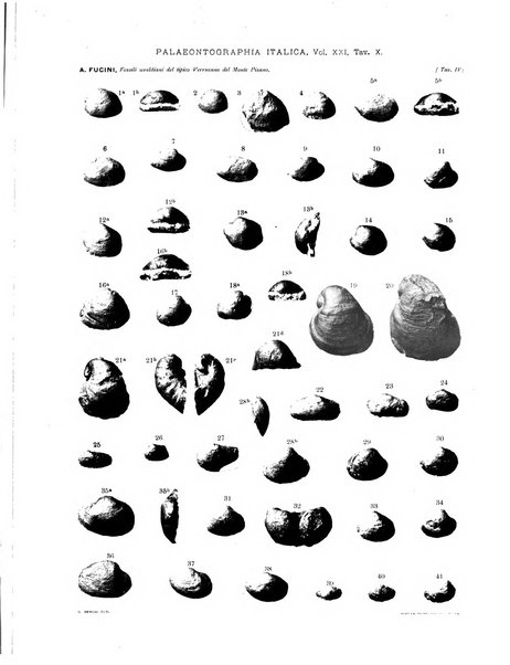 Palaeontographia Italica raccolta di monografie paleontologiche fondata da Mario Canavari nell'anno 1895