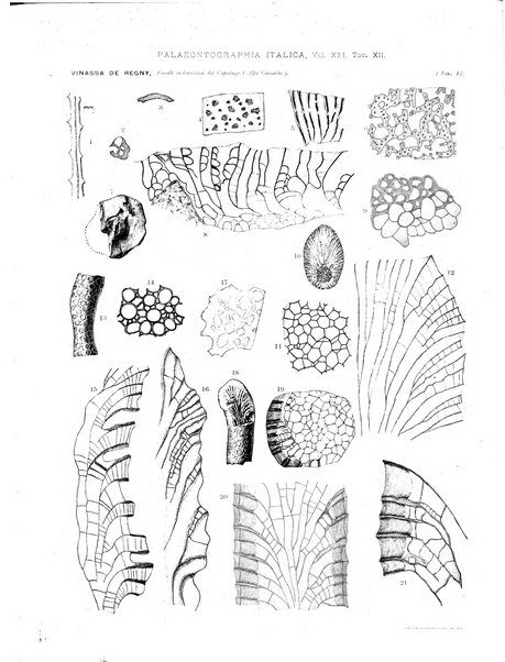 Palaeontographia Italica raccolta di monografie paleontologiche fondata da Mario Canavari nell'anno 1895