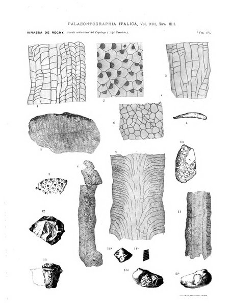 Palaeontographia Italica raccolta di monografie paleontologiche fondata da Mario Canavari nell'anno 1895