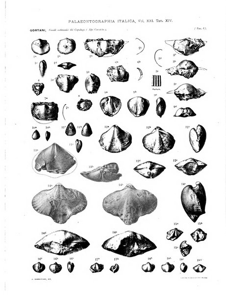 Palaeontographia Italica raccolta di monografie paleontologiche fondata da Mario Canavari nell'anno 1895