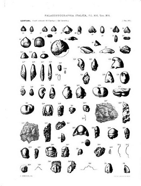 Palaeontographia Italica raccolta di monografie paleontologiche fondata da Mario Canavari nell'anno 1895