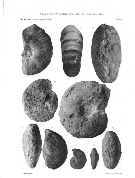 Palaeontographia Italica raccolta di monografie paleontologiche fondata da Mario Canavari nell'anno 1895