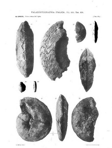 Palaeontographia Italica raccolta di monografie paleontologiche fondata da Mario Canavari nell'anno 1895