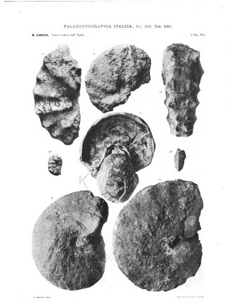 Palaeontographia Italica raccolta di monografie paleontologiche fondata da Mario Canavari nell'anno 1895