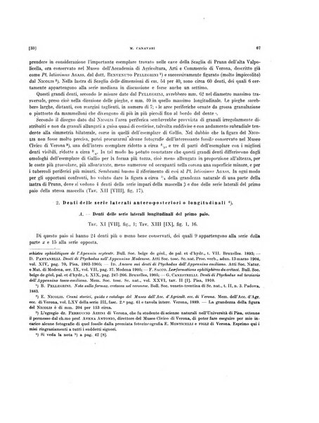 Palaeontographia Italica raccolta di monografie paleontologiche fondata da Mario Canavari nell'anno 1895