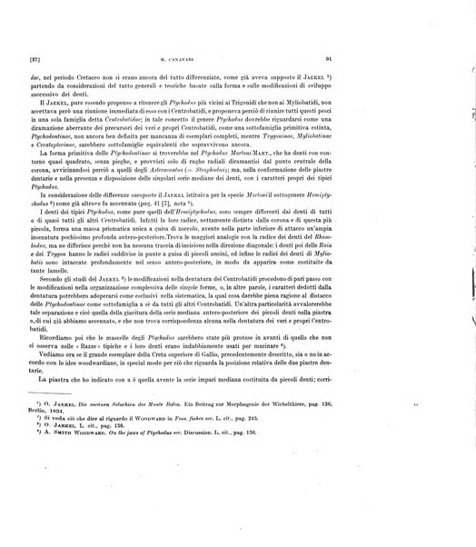 Palaeontographia Italica raccolta di monografie paleontologiche fondata da Mario Canavari nell'anno 1895