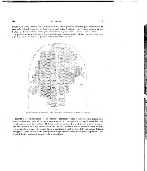 Palaeontographia Italica raccolta di monografie paleontologiche fondata da Mario Canavari nell'anno 1895