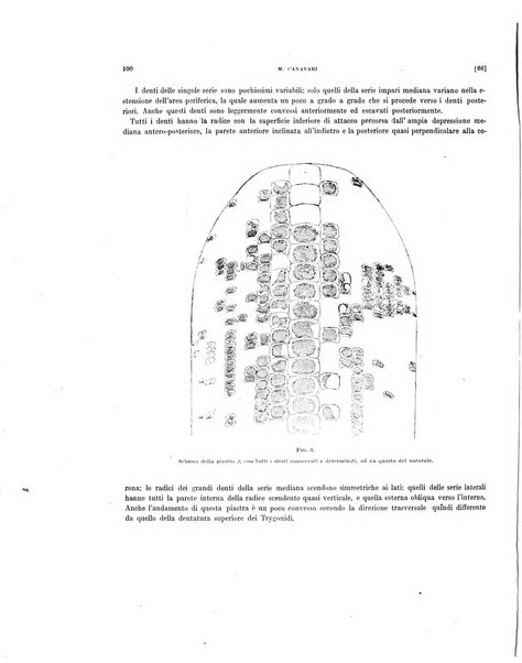 Palaeontographia Italica raccolta di monografie paleontologiche fondata da Mario Canavari nell'anno 1895