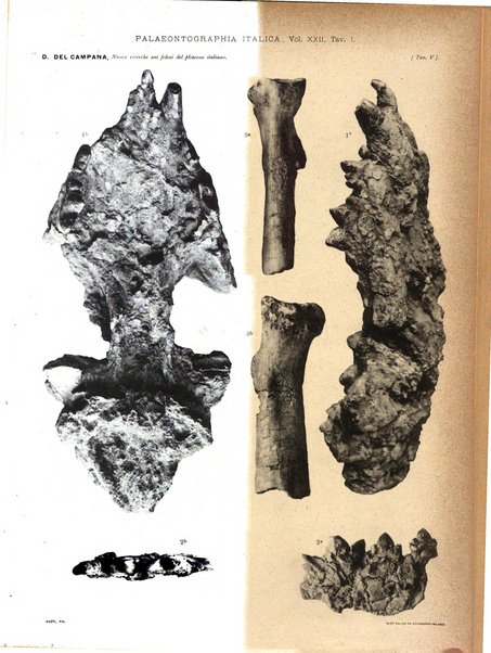 Palaeontographia Italica raccolta di monografie paleontologiche fondata da Mario Canavari nell'anno 1895