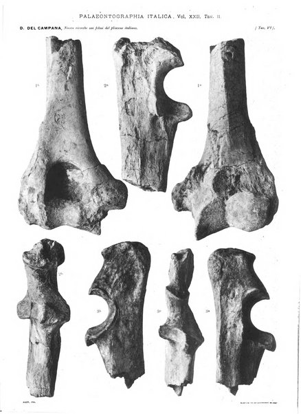 Palaeontographia Italica raccolta di monografie paleontologiche fondata da Mario Canavari nell'anno 1895