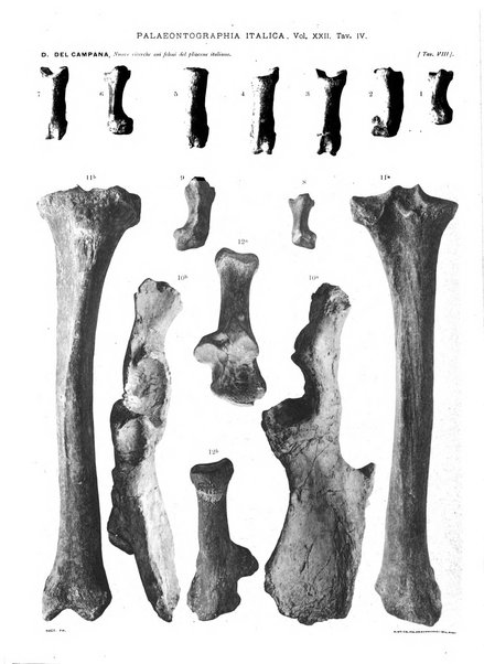 Palaeontographia Italica raccolta di monografie paleontologiche fondata da Mario Canavari nell'anno 1895