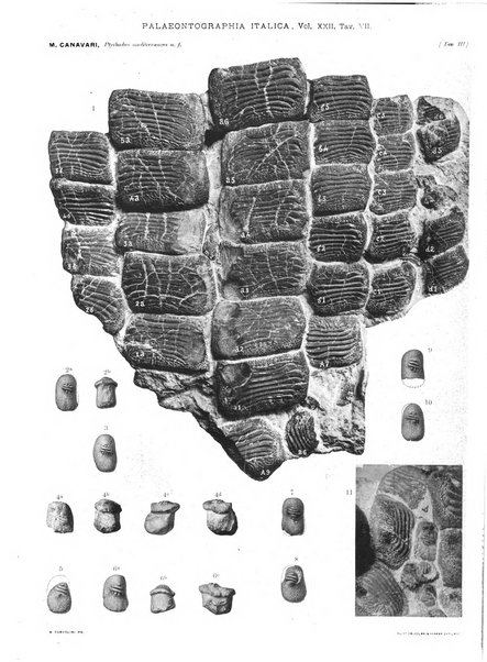 Palaeontographia Italica raccolta di monografie paleontologiche fondata da Mario Canavari nell'anno 1895