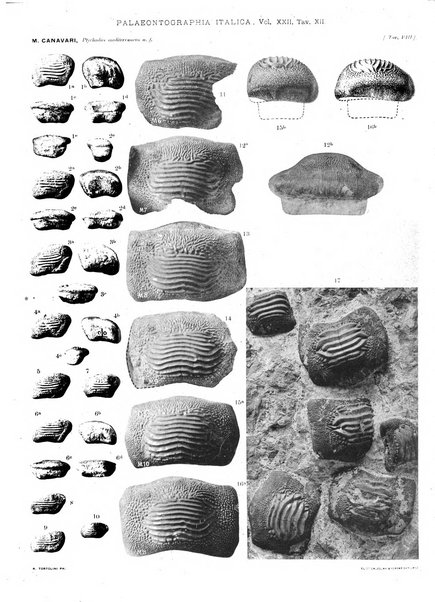 Palaeontographia Italica raccolta di monografie paleontologiche fondata da Mario Canavari nell'anno 1895