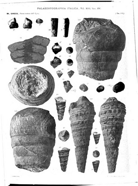 Palaeontographia Italica raccolta di monografie paleontologiche fondata da Mario Canavari nell'anno 1895