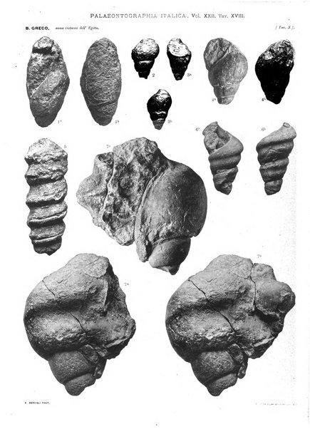 Palaeontographia Italica raccolta di monografie paleontologiche fondata da Mario Canavari nell'anno 1895