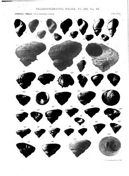 Palaeontographia Italica raccolta di monografie paleontologiche fondata da Mario Canavari nell'anno 1895