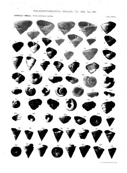 Palaeontographia Italica raccolta di monografie paleontologiche fondata da Mario Canavari nell'anno 1895