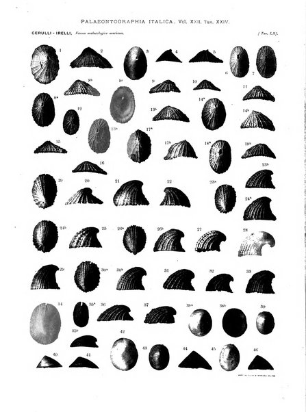 Palaeontographia Italica raccolta di monografie paleontologiche fondata da Mario Canavari nell'anno 1895