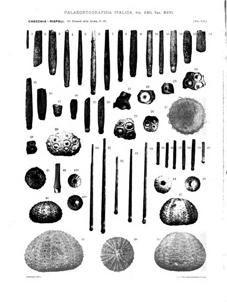 Palaeontographia Italica raccolta di monografie paleontologiche fondata da Mario Canavari nell'anno 1895