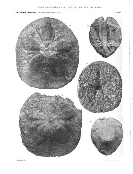 Palaeontographia Italica raccolta di monografie paleontologiche fondata da Mario Canavari nell'anno 1895