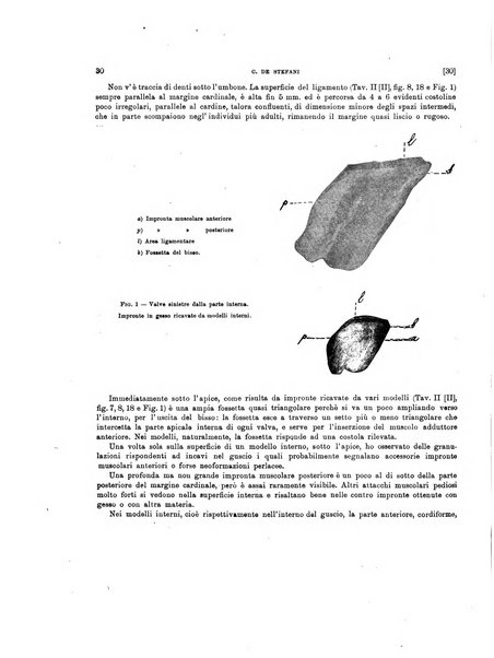 Palaeontographia Italica raccolta di monografie paleontologiche fondata da Mario Canavari nell'anno 1895