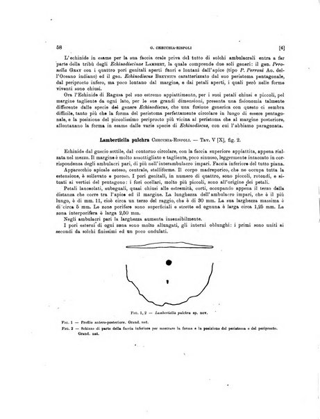 Palaeontographia Italica raccolta di monografie paleontologiche fondata da Mario Canavari nell'anno 1895