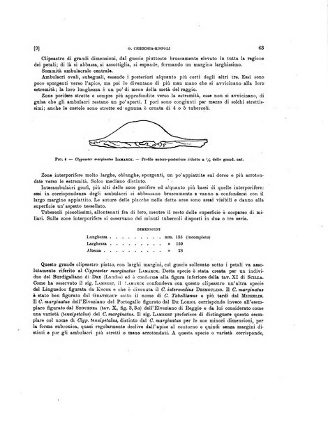 Palaeontographia Italica raccolta di monografie paleontologiche fondata da Mario Canavari nell'anno 1895