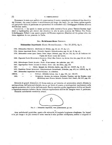 Palaeontographia Italica raccolta di monografie paleontologiche fondata da Mario Canavari nell'anno 1895