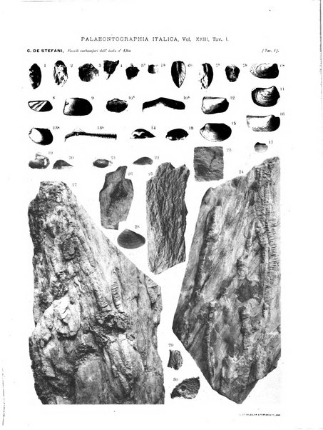 Palaeontographia Italica raccolta di monografie paleontologiche fondata da Mario Canavari nell'anno 1895