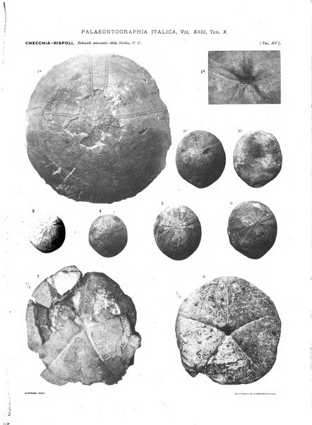 Palaeontographia Italica raccolta di monografie paleontologiche fondata da Mario Canavari nell'anno 1895