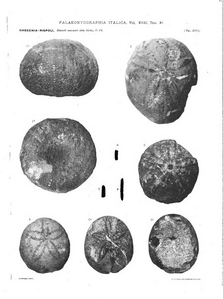 Palaeontographia Italica raccolta di monografie paleontologiche fondata da Mario Canavari nell'anno 1895