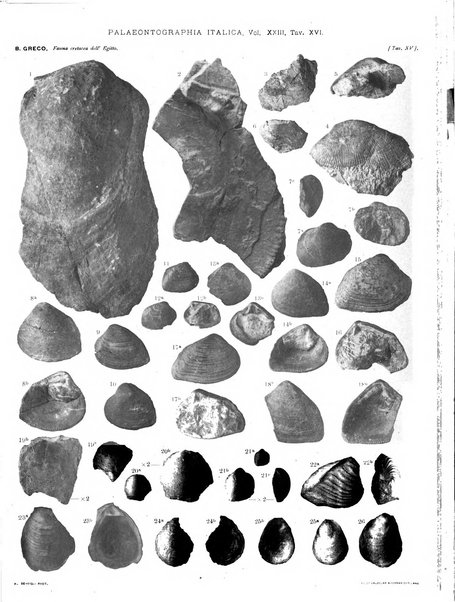 Palaeontographia Italica raccolta di monografie paleontologiche fondata da Mario Canavari nell'anno 1895